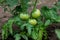 Organic unripe green tomatoes growing in garden