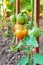 Organic unripe tomatoes on branch