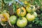 Organic unripe tomatoes grow in the garden without fertilizers. selective focus