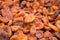 Organic uzbek dried apricots sold on local farmers market
