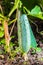 Organic vegetable cucumber hanging on a vine