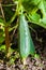 Organic vegetable cucumber hanging on a vine