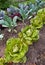 Organic vegetable garden with lettuce