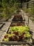 Organic vegetable garden: raised beds lettuce