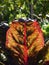 Organic vegetable garden: sunlit red chard leaf close