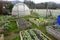 Organic vegetable garden in winter time. Lettuce growing in a greenhouse.