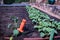 Organic Vegetable Gardening with Tool