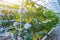 Organic vegetable in greenhouse