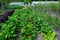Organic Vegetable growing in outdoor plots
