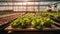 Organic vegetable growth in greenhouse industry indoors generated by AI