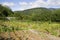 Organic vegetable plot