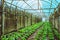 Organic vegetable salad baby green cos lettuce growing house. organic vegetable