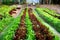 Organic vegetable salad farm