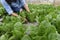 Organic vegetables. Farmer hand picking fresh butterhead lettuce, and salad in the farm. freshly collected in an organic orchard.