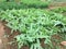 Organic vegetables field in spring