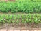 Organic vegetables field in spring time