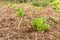 Organic vegetables. Fillie Iceburg Lettuce growing in garden