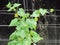 Organic vegetables, Fresh Cucumbers vertical planting with yellow flowers blooming on tree in the garden..