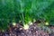 Organic vegetables gargen, fennel bulbs growing in open soil