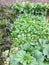 Organic vegetables growing in field spring