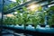 Organic vegetables grown in hydroponics, blending nature and modern agriculture concepts