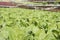 Organic vegetables hydro phonic Plantation