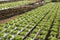 Organic vegetables hydro phonic Plantation