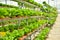 Organic vertical farming