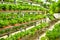 Organic vertical farming