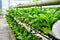 Organic vertical farming pipe lines