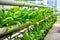 Organic vertical farming pipe lines