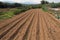 Organic village small field crop harvest local empty plowed, Greece