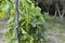 Organic vine plants at flowering time