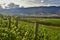 Organic vineyard landscape with pinot noir vine plants