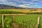 Organic vineyard landscape with pinot noir vine plants