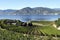 Organic Vineyard Naramata Okanagan Valley British Columbia