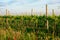 Organic vineyard in Tuscany, Italy