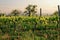 Organic vineyard in Tuscany, Italy