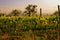 Organic vineyard in Tuscany, Italy, toned