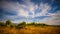 Organic Vineyard under dramatic cloudy sky