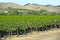 Organic Vineyards