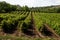 Organic vineyards concept of agriculture