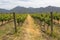 Organic vineyards with mountains on the background