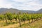 Organic vineyards with mountains on the background