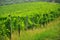 Organic vineyards in Tuscany, Italy