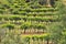 Organic vineyards in Tuscany , Italy