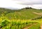 Organic vineyards in Tuscany , Italy