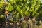 Organic vineyards of Ukraine, black grape vine in the sun at sunset, healthy eating concept