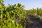 Organic vineyards of Ukraine, healthy eating concept