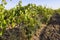 Organic vineyards of Ukraine, healthy eating concept